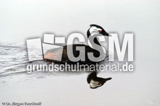 Rollandtaucher (8 von 8).jpg